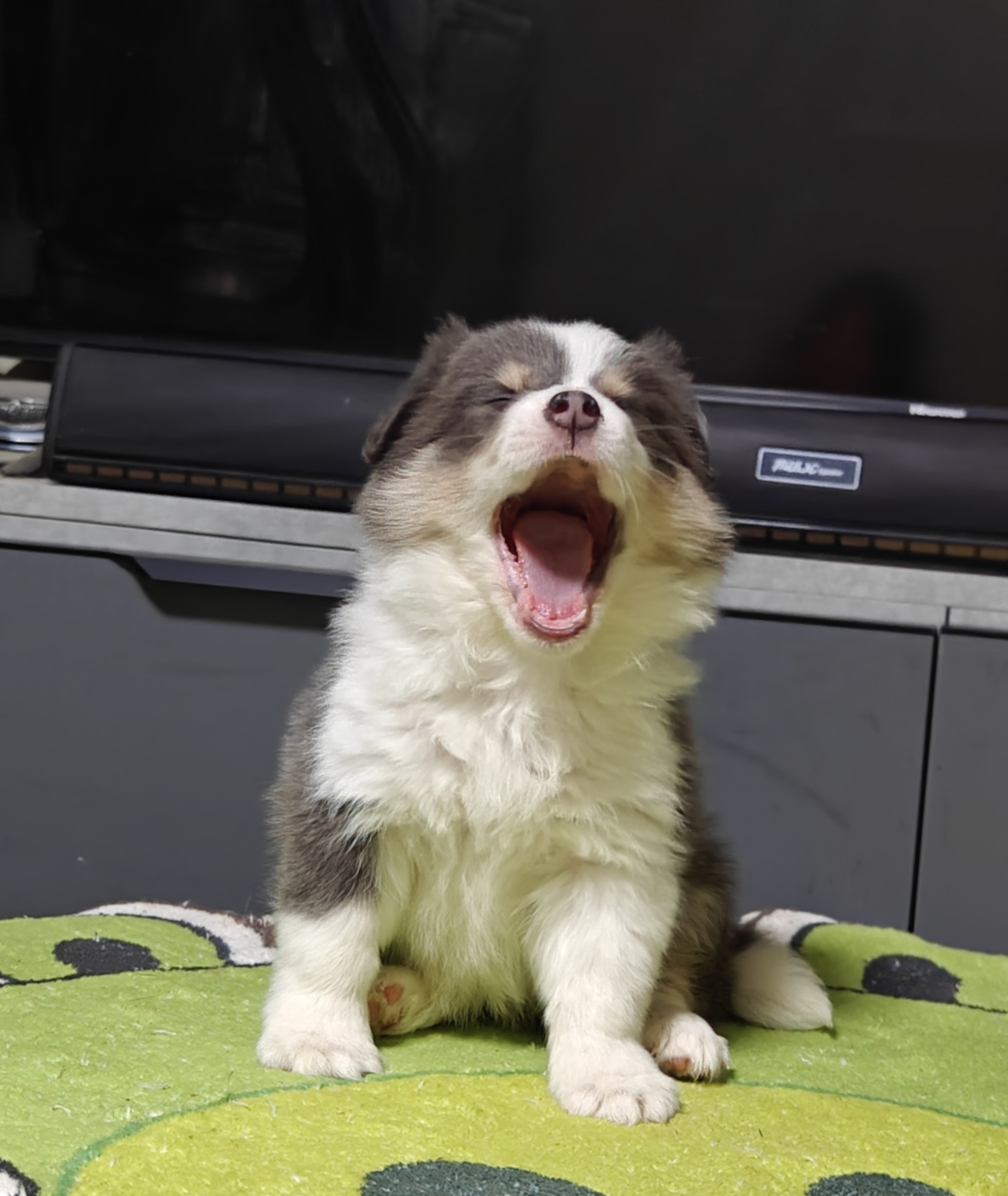 稀有蓝白三色边牧妹妹